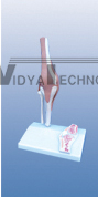 The model of knee joint and ligament attach with sagittal section